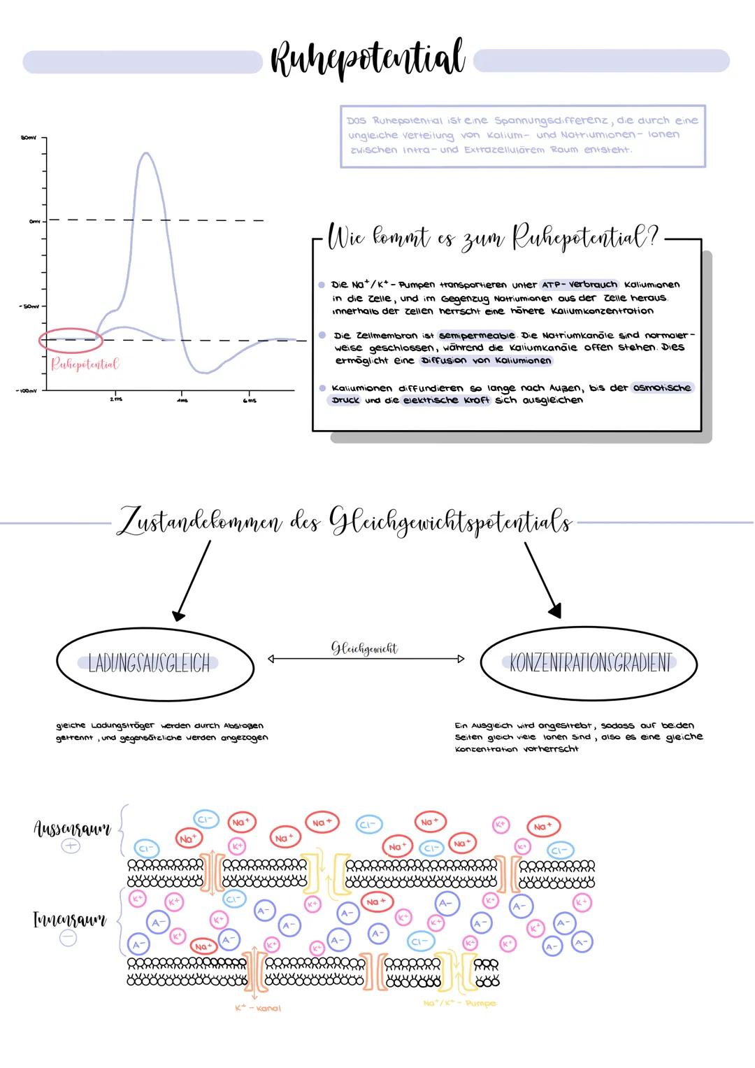 BOMY
-100mV
Ruhepotential
2 ms
LADUNGSAUSGLEICH
Aussenraum
Innenraum
gleiche Ladungsträger werden durch Abstoßen
getrennt, und gegensätzlich