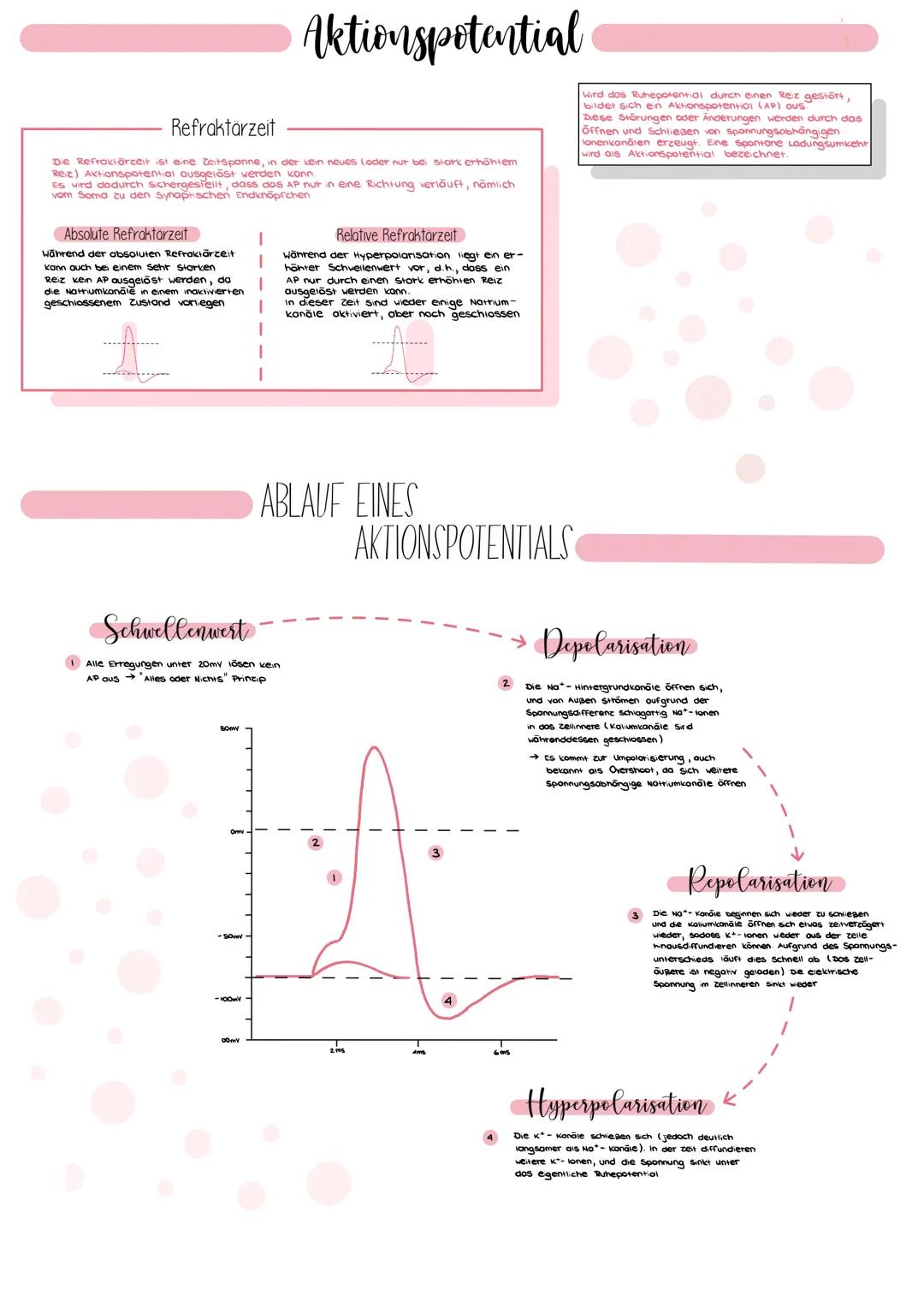 BOMY
-100mV
Ruhepotential
2 ms
LADUNGSAUSGLEICH
Aussenraum
Innenraum
gleiche Ladungsträger werden durch Abstoßen
getrennt, und gegensätzlich