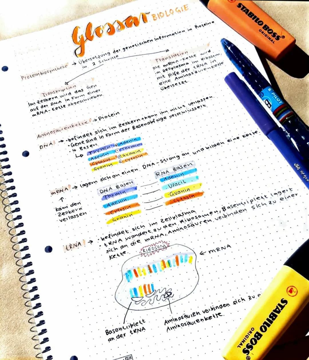 Glossa
Protein biosynthese → Übersetzung der genetischen Information in Proteine
2 Schritte
Transkription
Im Zellkern wird das Gen
auf der D