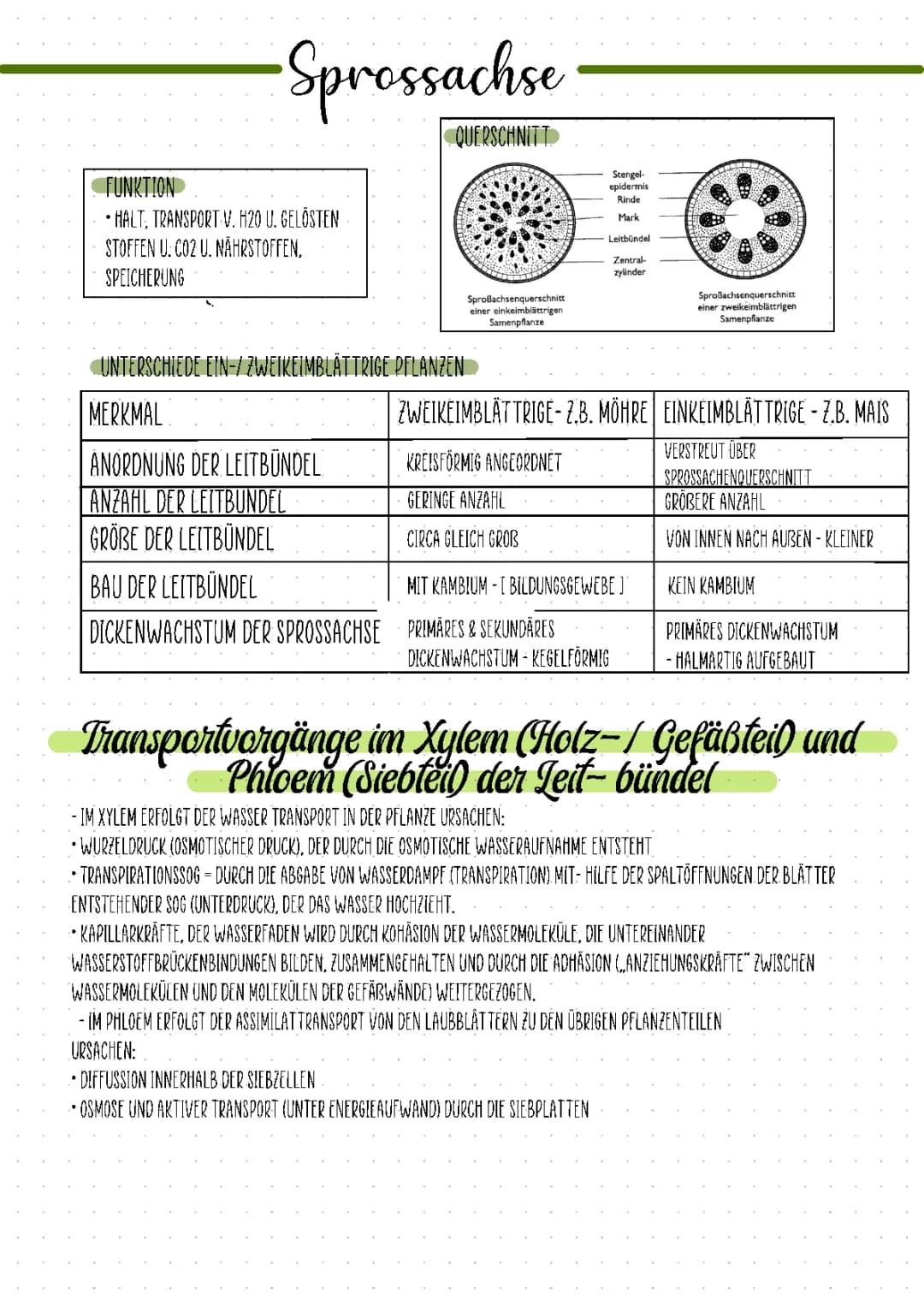 Sprossachse und Laubblatt: Aufbau und Funktionen im Überblick