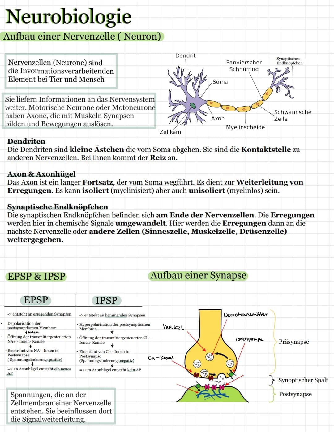 Neurobiologie
Aufbau einer Nervenzelle ( Neuron)
Nervenzellen (Neurone) sind
die Invormationsverarbeitenden
Element bei Tier und Mensch
Sie 