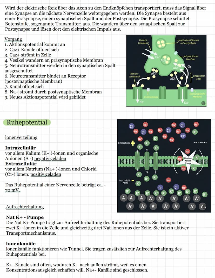 Neurobiologie
Aufbau einer Nervenzelle ( Neuron)
Nervenzellen (Neurone) sind
die Invormationsverarbeitenden
Element bei Tier und Mensch
Sie 