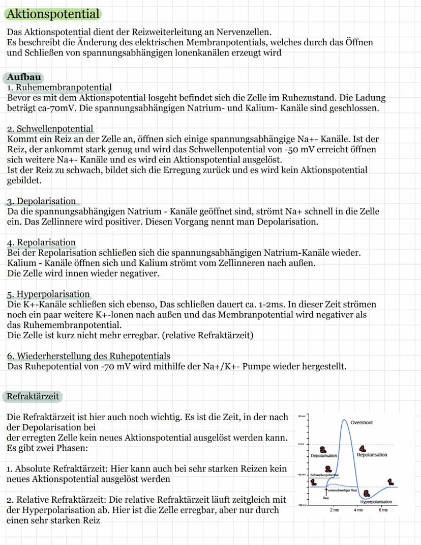 Neurobiologie
Aufbau einer Nervenzelle ( Neuron)
Nervenzellen (Neurone) sind
die Invormationsverarbeitenden
Element bei Tier und Mensch
Sie 