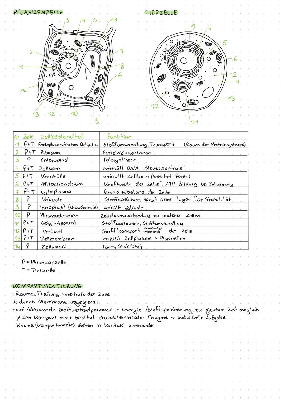PFLANZENZELLE
14
Wr. Zelle Zell bestand teil
1P+T Endoplasmatisches Retikulum
2 P+T Ribosom
3 P
4 PIT Zellkern
5P+T
6 P+T
7 P+T Cytoplasma
8