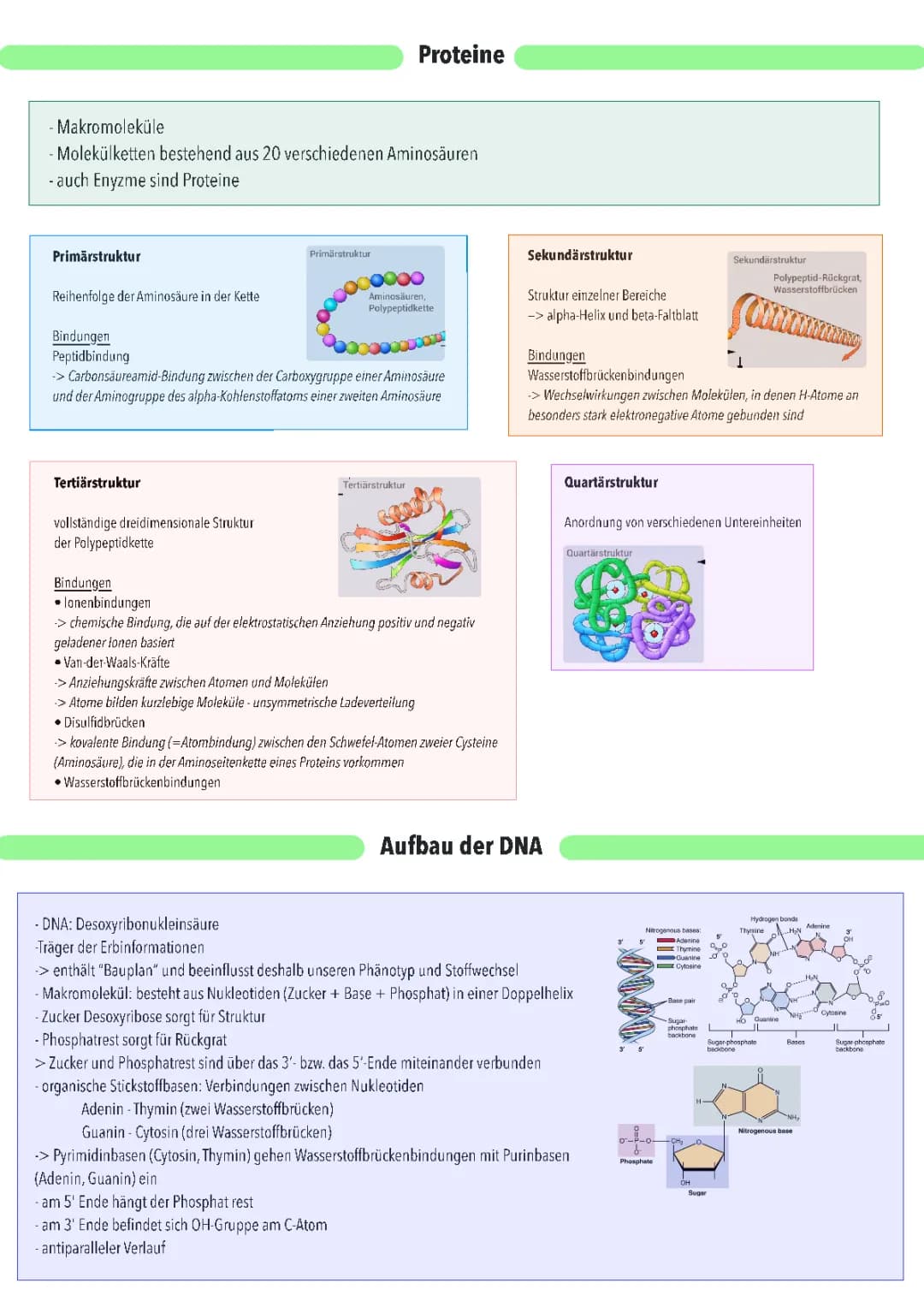 Proteinbiosynthese & DNA