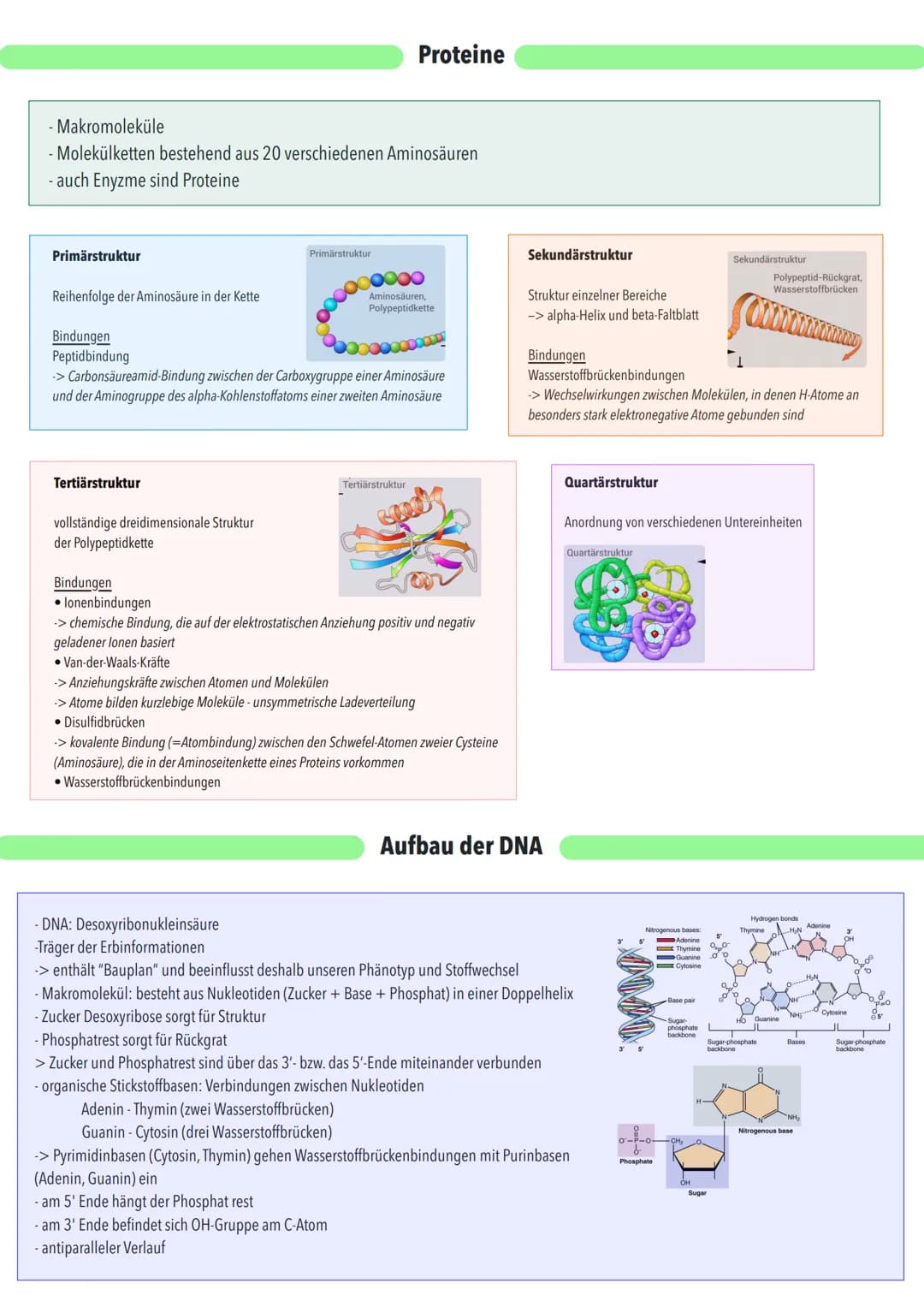 - Makromoleküle
- Molekülketten bestehend aus 20 verschiedenen Aminosäuren
- auch Enyzme sind Proteine
Primärstruktur
Reihenfolge der Aminos