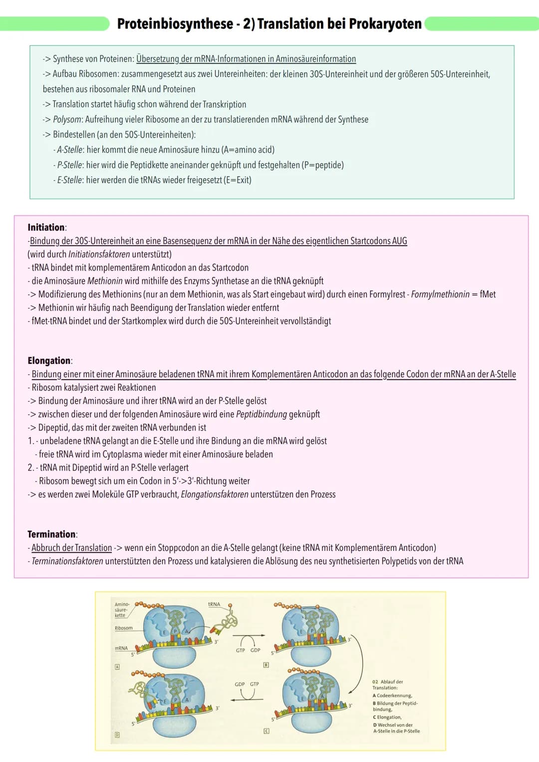- Makromoleküle
- Molekülketten bestehend aus 20 verschiedenen Aminosäuren
- auch Enyzme sind Proteine
Primärstruktur
Reihenfolge der Aminos