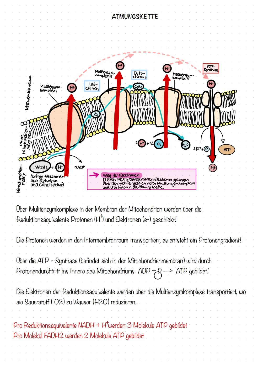 000

Intermembanraum

innere
Mitochondrien-
membran

Митевум-
komplex!

H+

Uli-
Chinon
Q

ATMUNGSKETTE

Multienzym-
komplex!!!

Cyto-
chrom