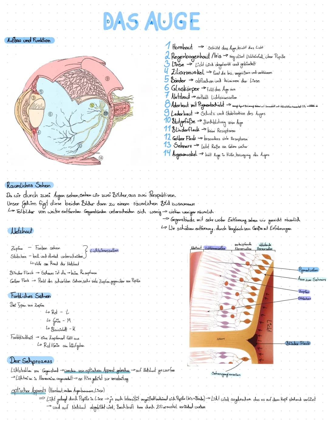 Aufbau und Funktion
Netzhaut
Farben sehen
Zapfen
Stäbchen - hell und dunkel unterscheiden
Lviele am Rand der Netzhaut
Farbliches Sehen
Dre T