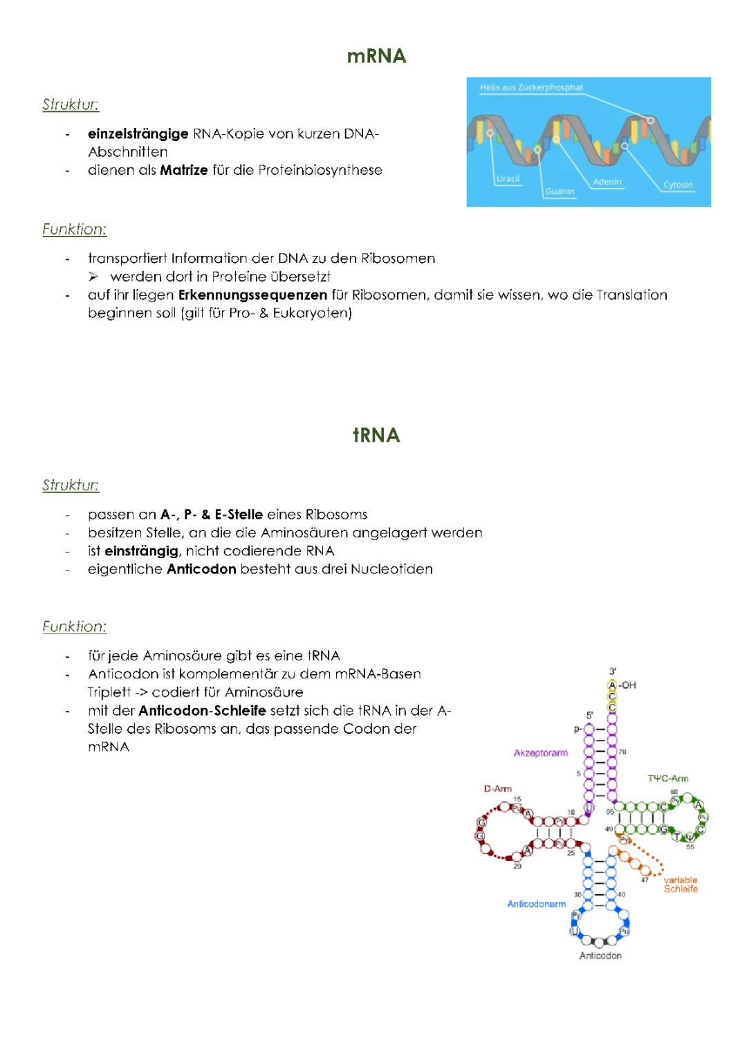 Alles über tRNA, mRNA und rRNA: Aufbau, Funktion und Unterschiede einfach erklärt