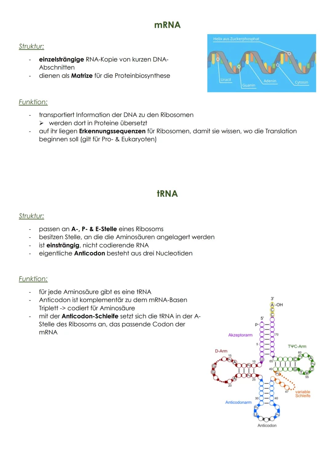 Struktur:
einzelsträngige RNA-Kopie von kurzen DNA-
Abschnitten
dienen als Matrize für die Proteinbiosynthese
Funktion:
mRNA
transportiert I