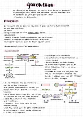 Know Genregulation bei Prokaryoten thumbnail