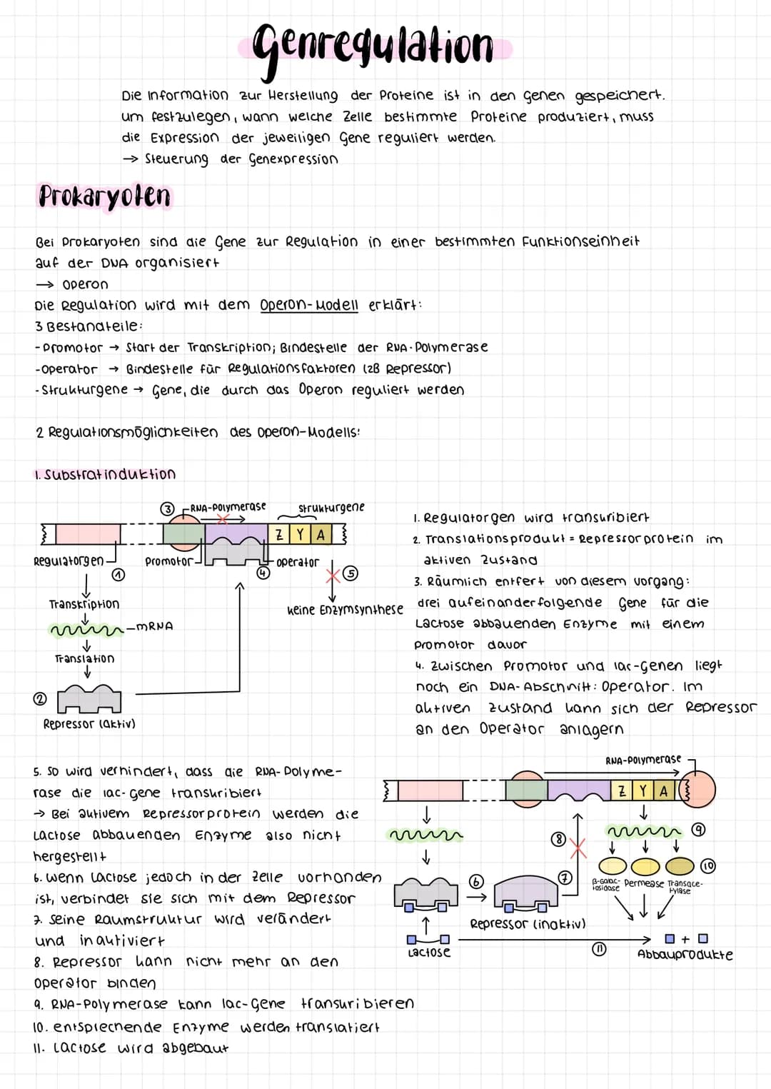 Prokaryoten
Bei Prokaryoten sind die Gene zur Regulation in einer bestimmten Funktionseinheit
auf der DNA organisiert
-> operon
Die Regulati