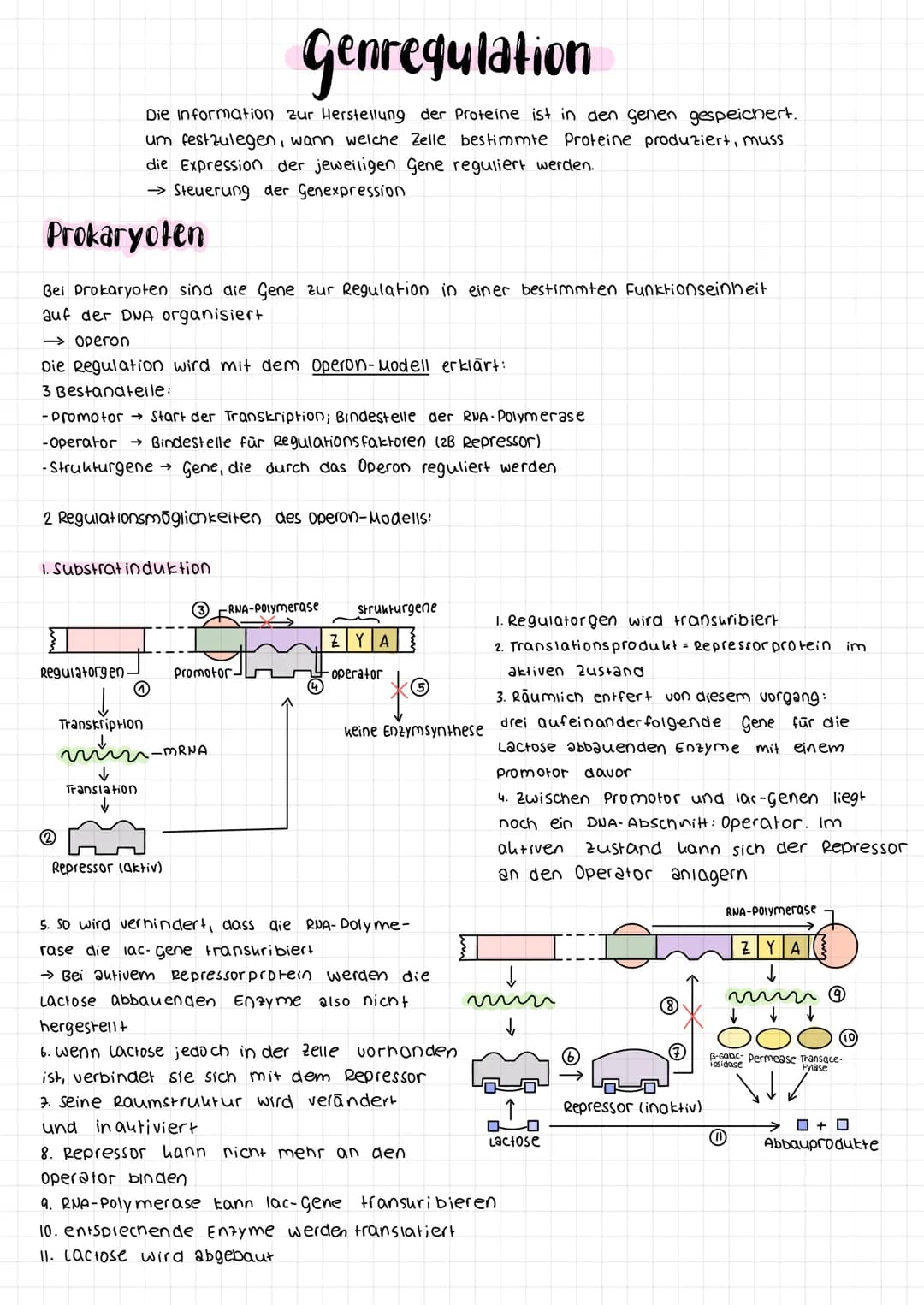 Prokaryoten
Bei Prokaryoten sind die Gene zur Regulation in einer bestimmten Funktionseinheit
auf der DNA organisiert
-> operon
Die Regulati