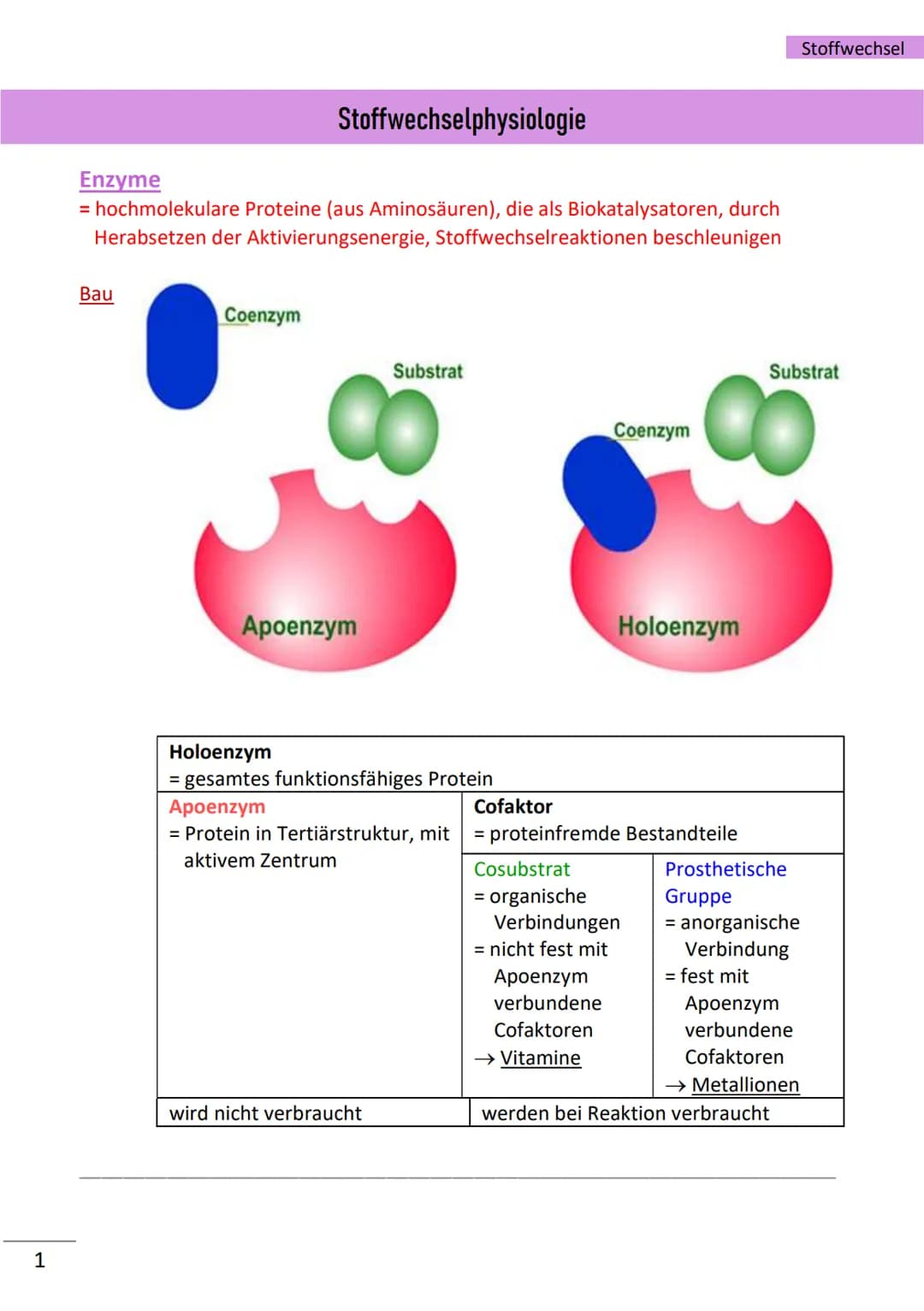 1
Enzyme
= hochmolekulare Proteine (aus Aminosäuren), die als Biokatalysatoren, durch
Herabsetzen der Aktivierungsenergie, Stoffwechselreakt