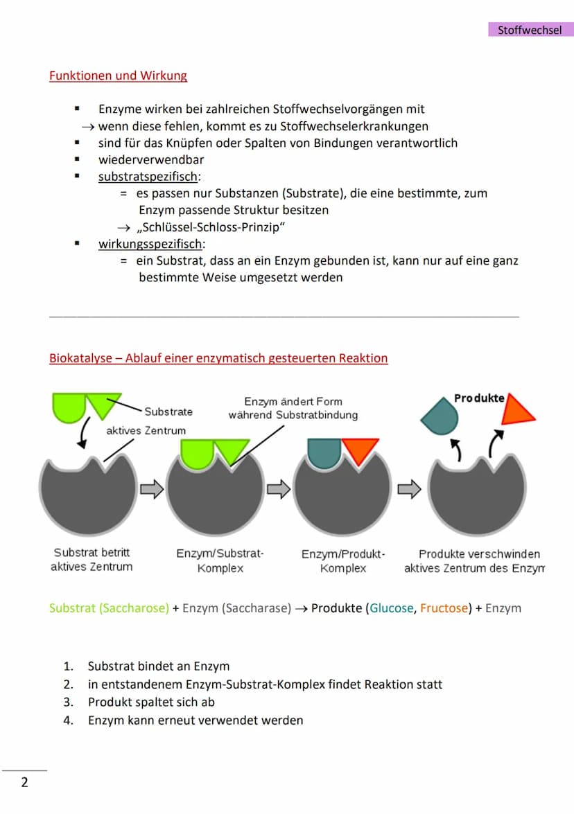 1
Enzyme
= hochmolekulare Proteine (aus Aminosäuren), die als Biokatalysatoren, durch
Herabsetzen der Aktivierungsenergie, Stoffwechselreakt