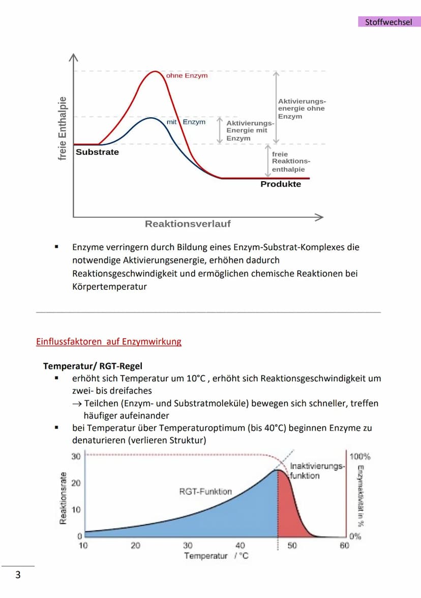 1
Enzyme
= hochmolekulare Proteine (aus Aminosäuren), die als Biokatalysatoren, durch
Herabsetzen der Aktivierungsenergie, Stoffwechselreakt