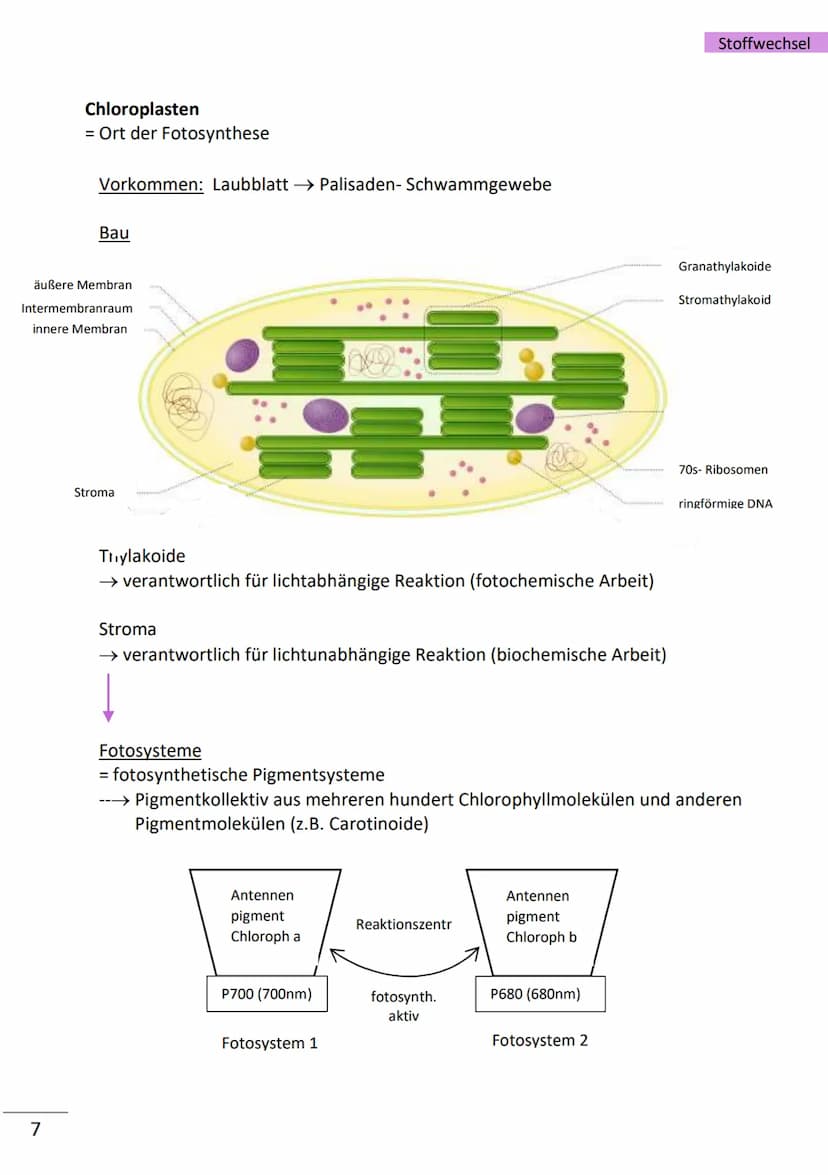 1
Enzyme
= hochmolekulare Proteine (aus Aminosäuren), die als Biokatalysatoren, durch
Herabsetzen der Aktivierungsenergie, Stoffwechselreakt