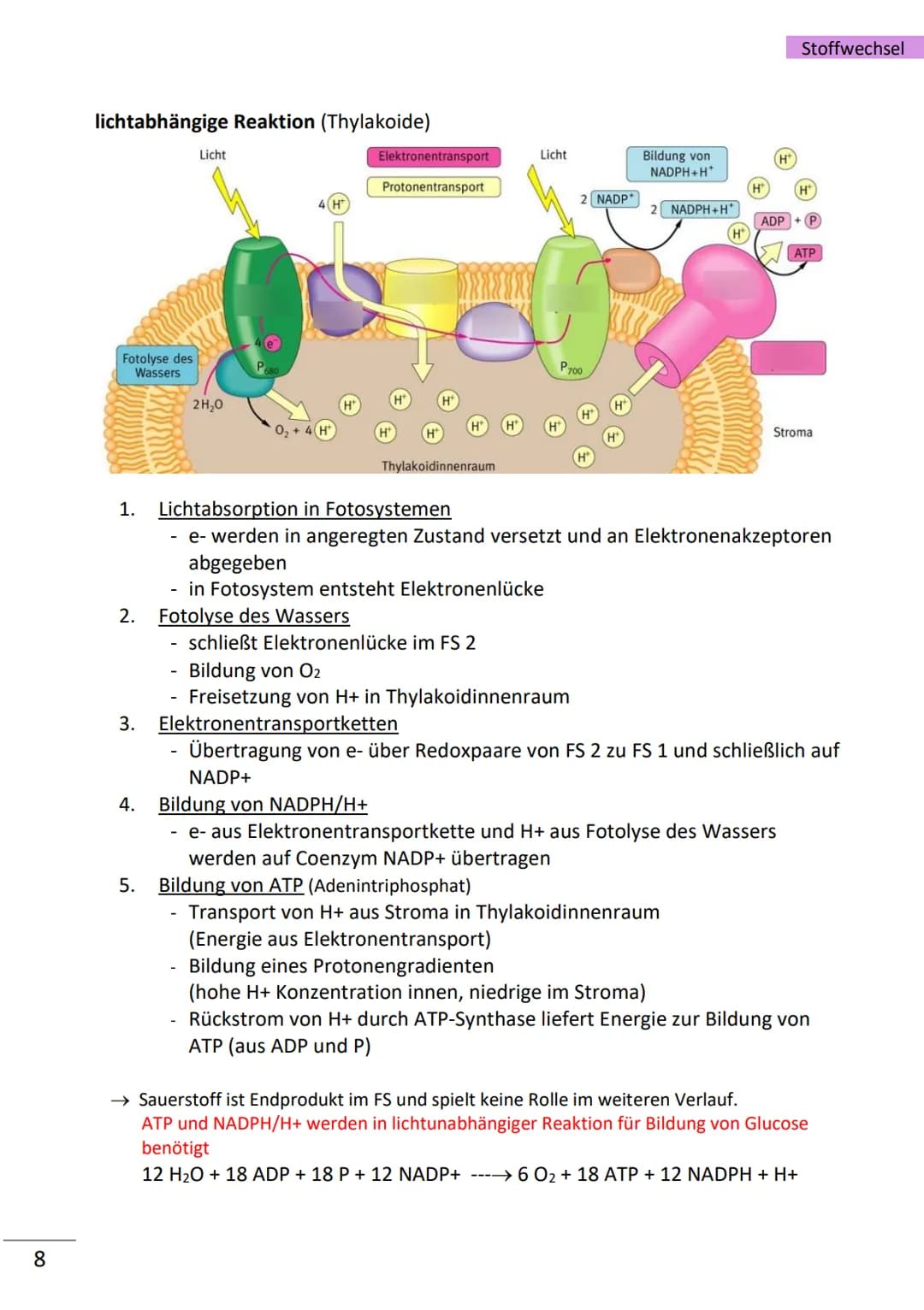 1
Enzyme
= hochmolekulare Proteine (aus Aminosäuren), die als Biokatalysatoren, durch
Herabsetzen der Aktivierungsenergie, Stoffwechselreakt