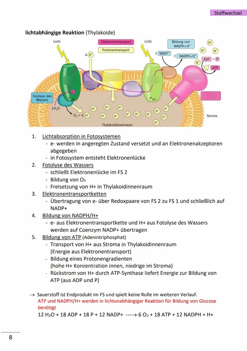 1
Enzyme
= hochmolekulare Proteine (aus Aminosäuren), die als Biokatalysatoren, durch
Herabsetzen der Aktivierungsenergie, Stoffwechselreakt