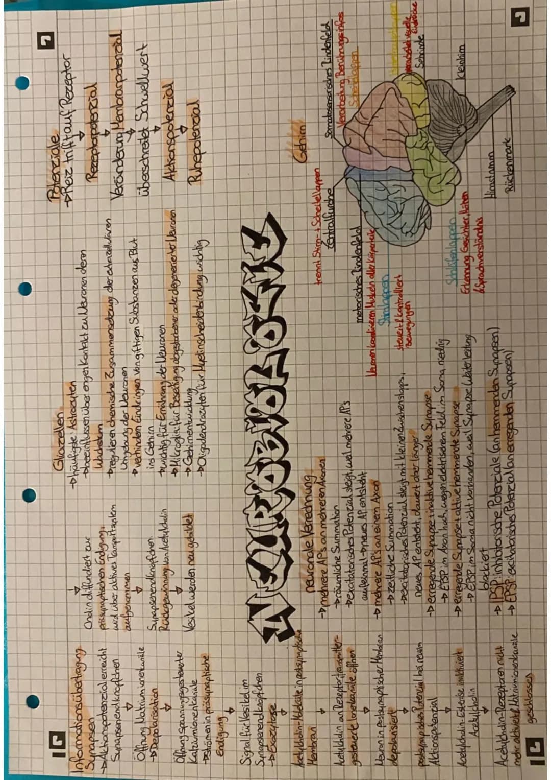 Vorgänge
an Synapse
Nikotin
-> gelangt von
Lunge ins Blut,
an
1
Bluthirnschrank
e vorbei ins
Gehirn
-> bindet an
Ach-Rezeptoren
(besetzt
Rez