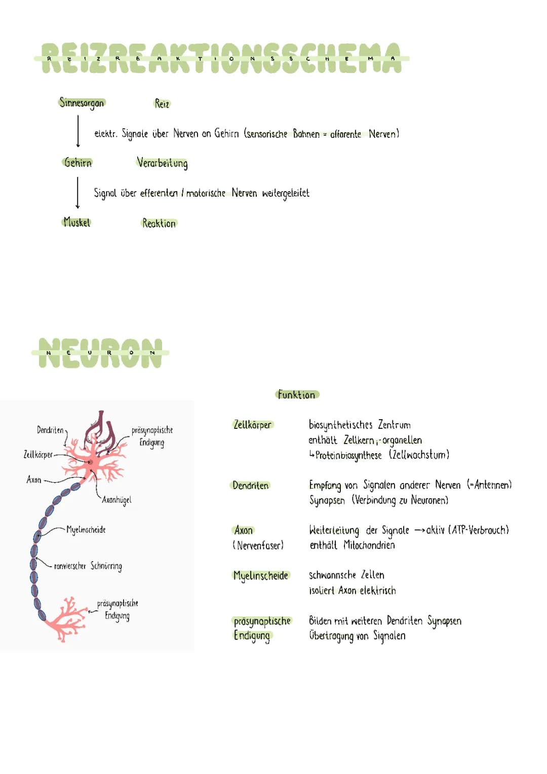 Neurologie Lernzettel 