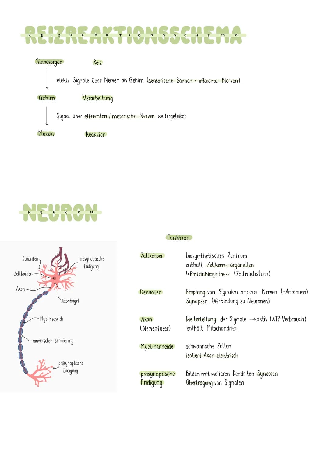 REIZREAKTIONSSCHEMA
Sinnesorgan
Zellkörper-
Gehirn
1
Muskel
Dendriten
Axon
NEURON
elektr. Signale über Nerven an Gehirn (sensorische Bahnen 