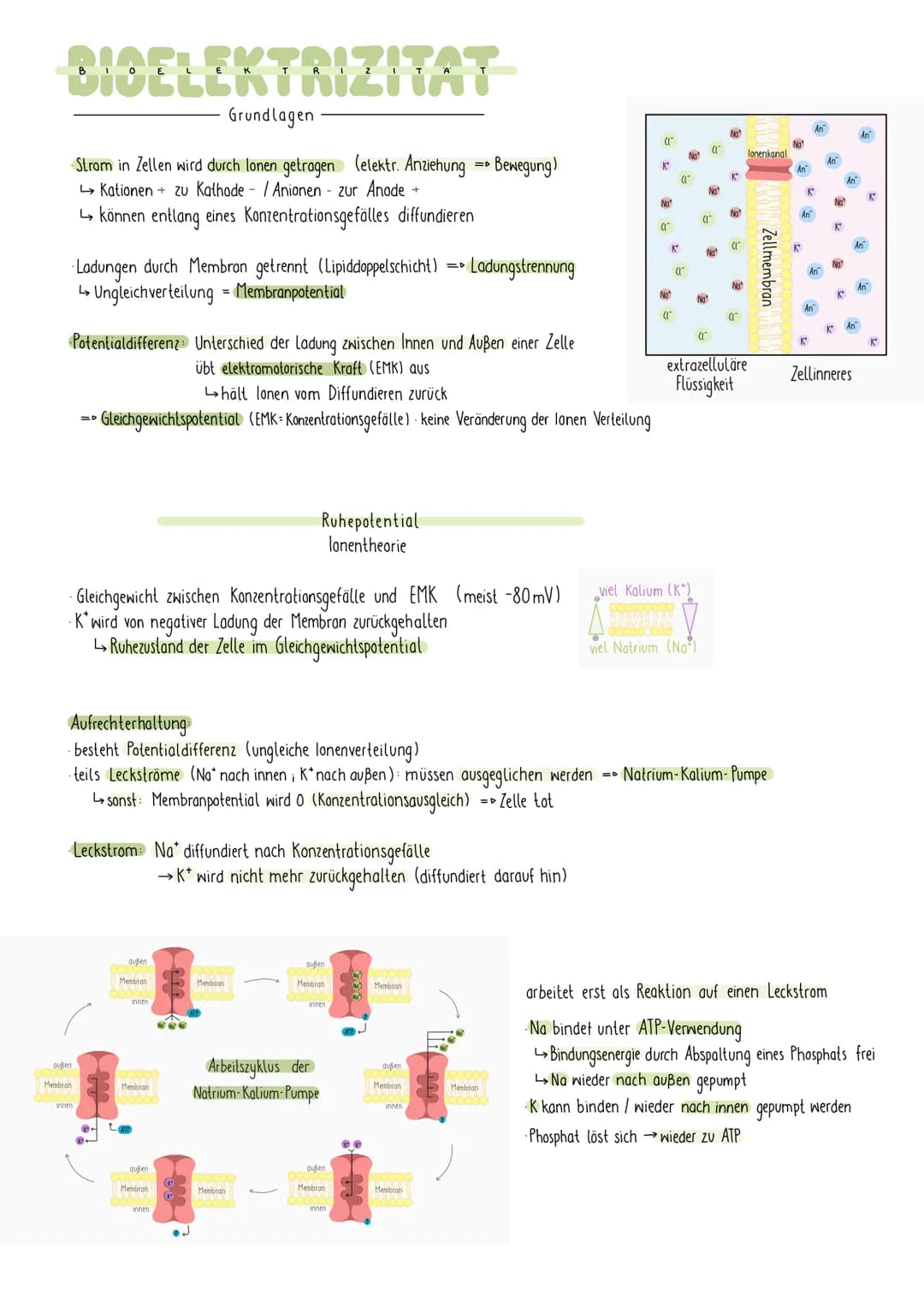 REIZREAKTIONSSCHEMA
Sinnesorgan
Zellkörper-
Gehirn
1
Muskel
Dendriten
Axon
NEURON
elektr. Signale über Nerven an Gehirn (sensorische Bahnen 
