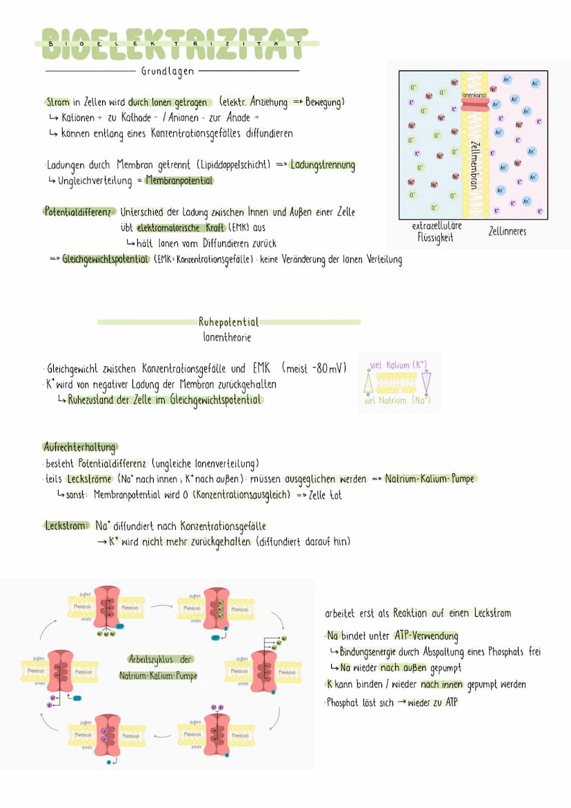 REIZREAKTIONSSCHEMA
Sinnesorgan
Zellkörper-
Gehirn
1
Muskel
Dendriten
Axon
NEURON
elektr. Signale über Nerven an Gehirn (sensorische Bahnen 