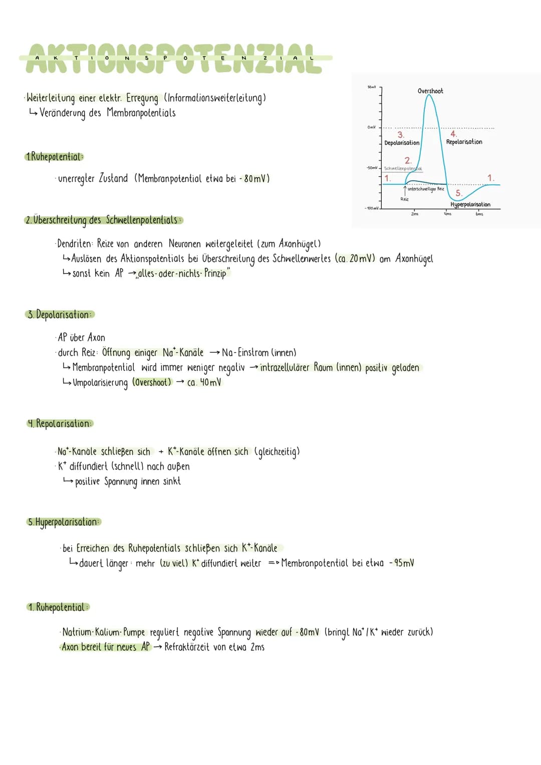 REIZREAKTIONSSCHEMA
Sinnesorgan
Zellkörper-
Gehirn
1
Muskel
Dendriten
Axon
NEURON
elektr. Signale über Nerven an Gehirn (sensorische Bahnen 