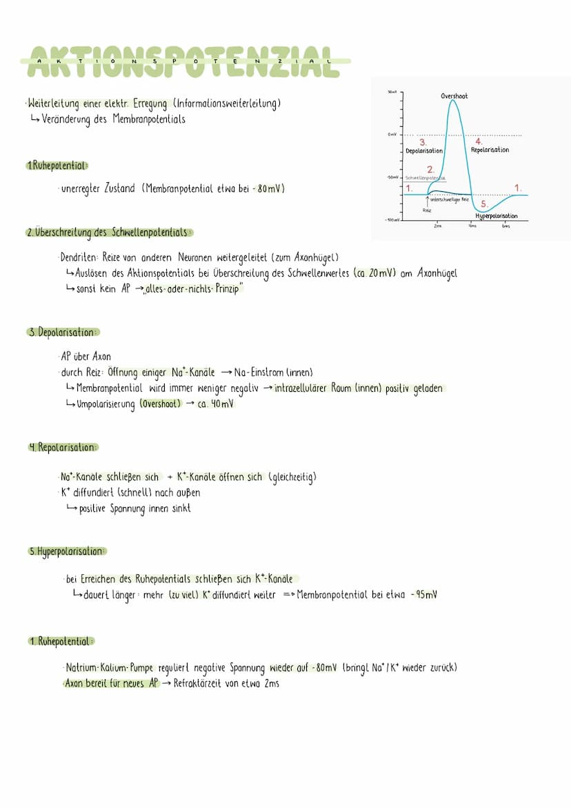 REIZREAKTIONSSCHEMA
Sinnesorgan
Zellkörper-
Gehirn
1
Muskel
Dendriten
Axon
NEURON
elektr. Signale über Nerven an Gehirn (sensorische Bahnen 