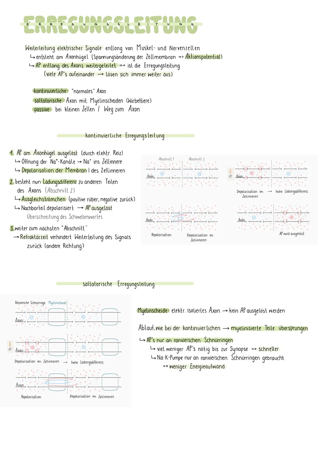 REIZREAKTIONSSCHEMA
Sinnesorgan
Zellkörper-
Gehirn
1
Muskel
Dendriten
Axon
NEURON
elektr. Signale über Nerven an Gehirn (sensorische Bahnen 