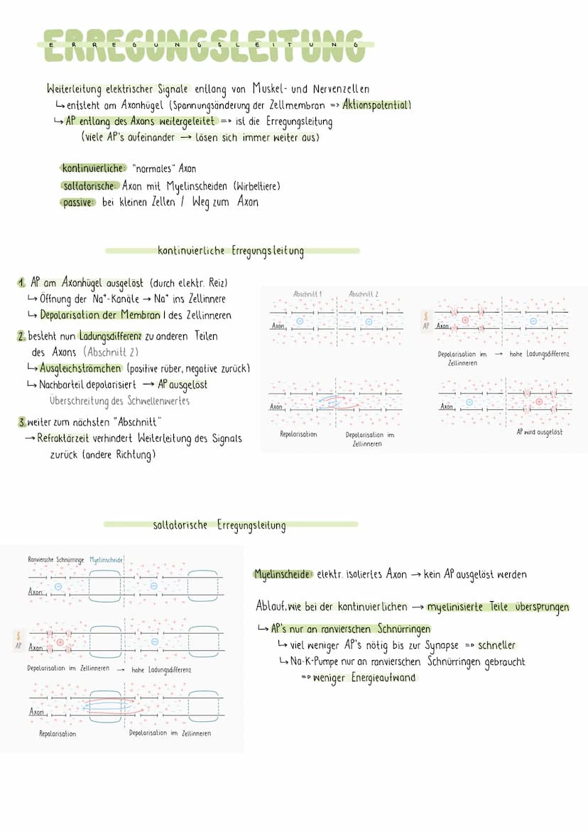 REIZREAKTIONSSCHEMA
Sinnesorgan
Zellkörper-
Gehirn
1
Muskel
Dendriten
Axon
NEURON
elektr. Signale über Nerven an Gehirn (sensorische Bahnen 