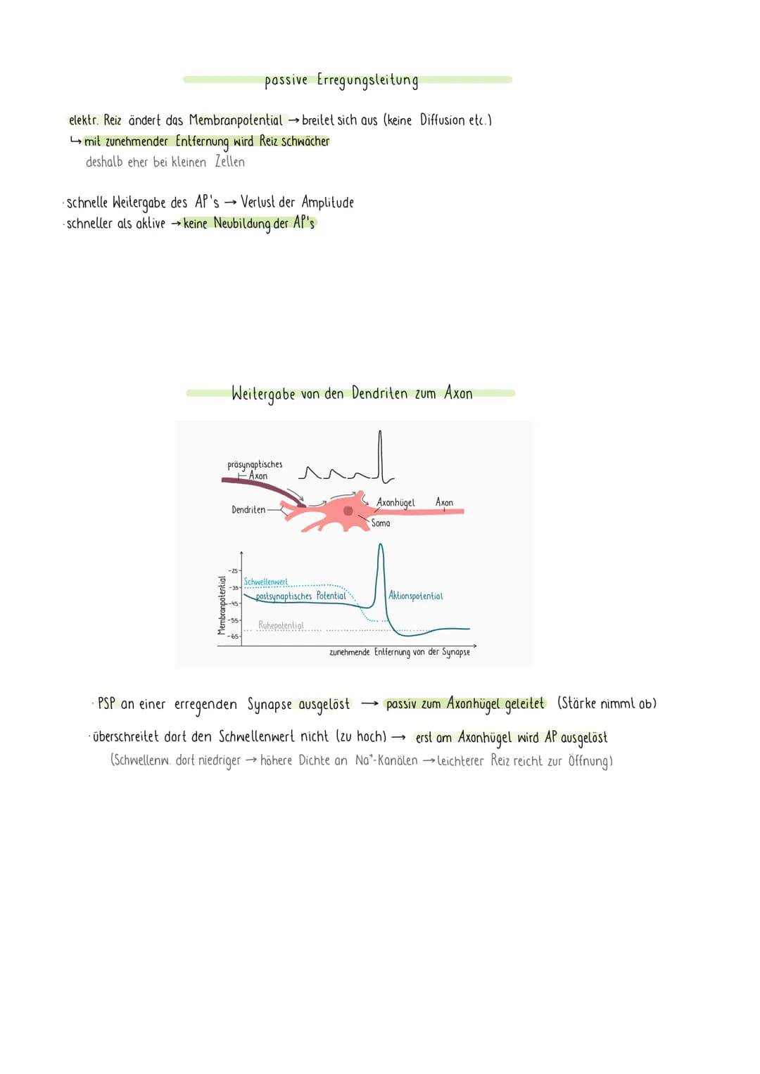 REIZREAKTIONSSCHEMA
Sinnesorgan
Zellkörper-
Gehirn
1
Muskel
Dendriten
Axon
NEURON
elektr. Signale über Nerven an Gehirn (sensorische Bahnen 