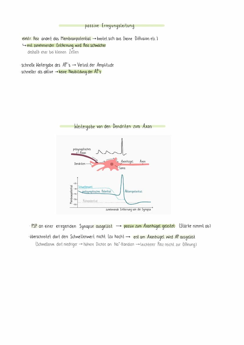 REIZREAKTIONSSCHEMA
Sinnesorgan
Zellkörper-
Gehirn
1
Muskel
Dendriten
Axon
NEURON
elektr. Signale über Nerven an Gehirn (sensorische Bahnen 
