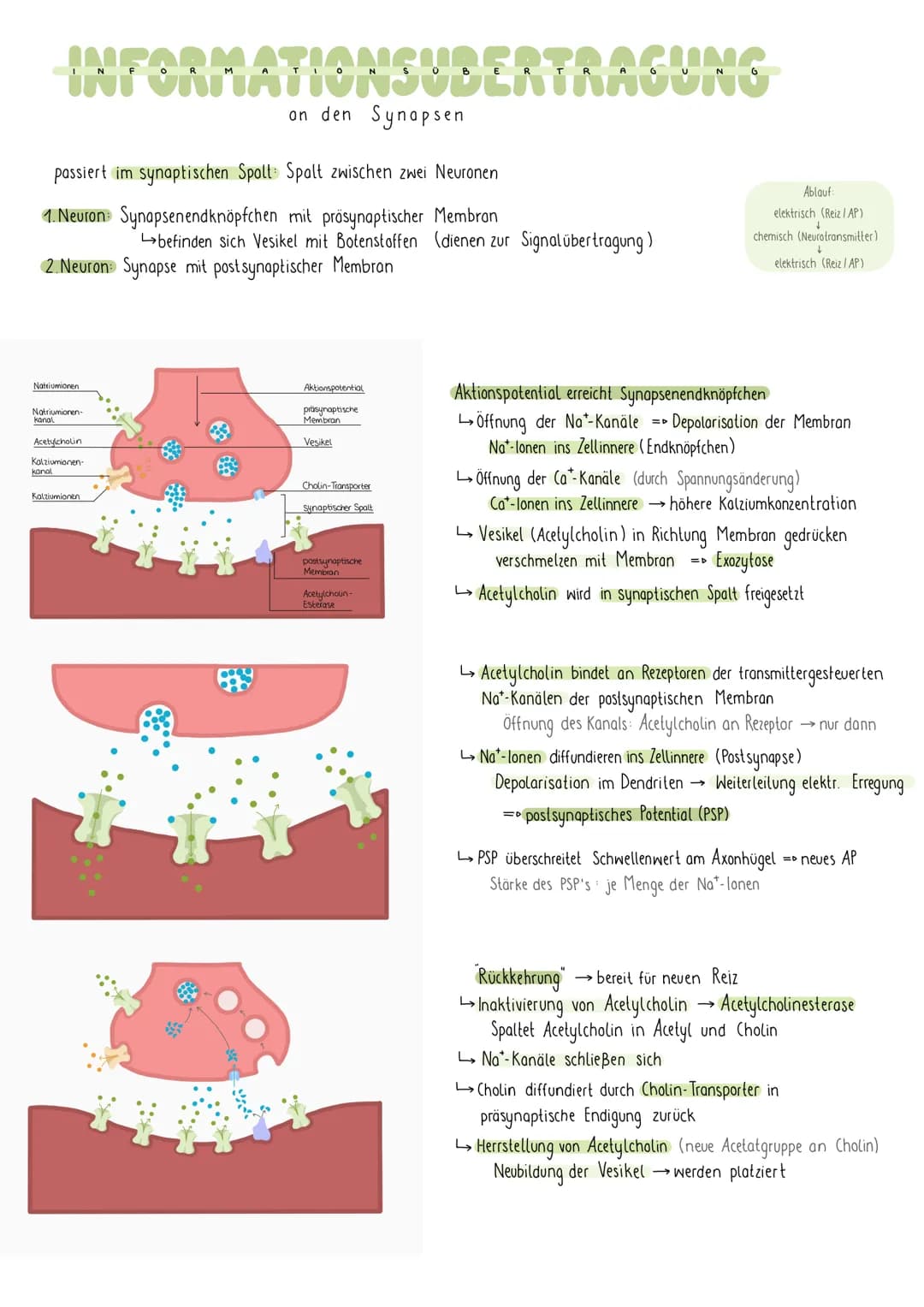 REIZREAKTIONSSCHEMA
Sinnesorgan
Zellkörper-
Gehirn
1
Muskel
Dendriten
Axon
NEURON
elektr. Signale über Nerven an Gehirn (sensorische Bahnen 