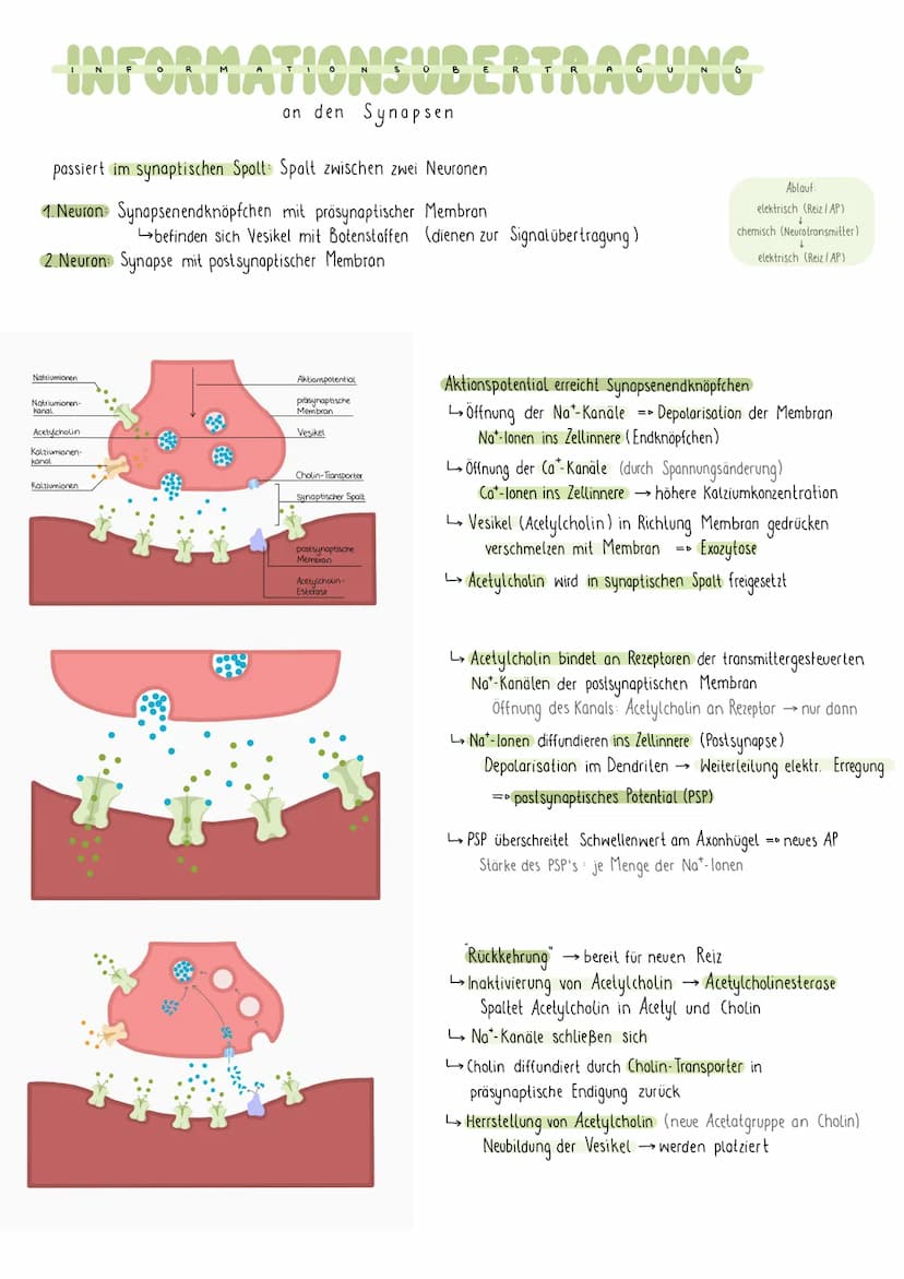 REIZREAKTIONSSCHEMA
Sinnesorgan
Zellkörper-
Gehirn
1
Muskel
Dendriten
Axon
NEURON
elektr. Signale über Nerven an Gehirn (sensorische Bahnen 