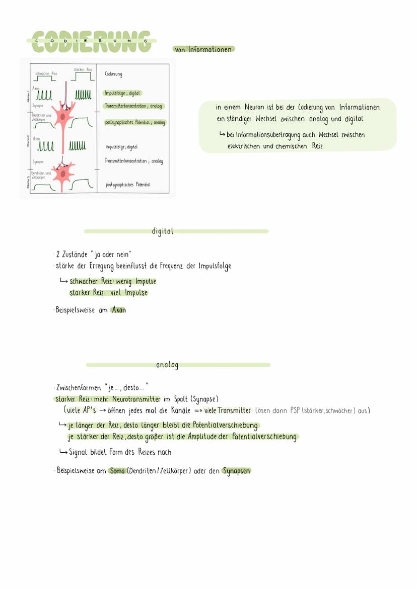 REIZREAKTIONSSCHEMA
Sinnesorgan
Zellkörper-
Gehirn
1
Muskel
Dendriten
Axon
NEURON
elektr. Signale über Nerven an Gehirn (sensorische Bahnen 