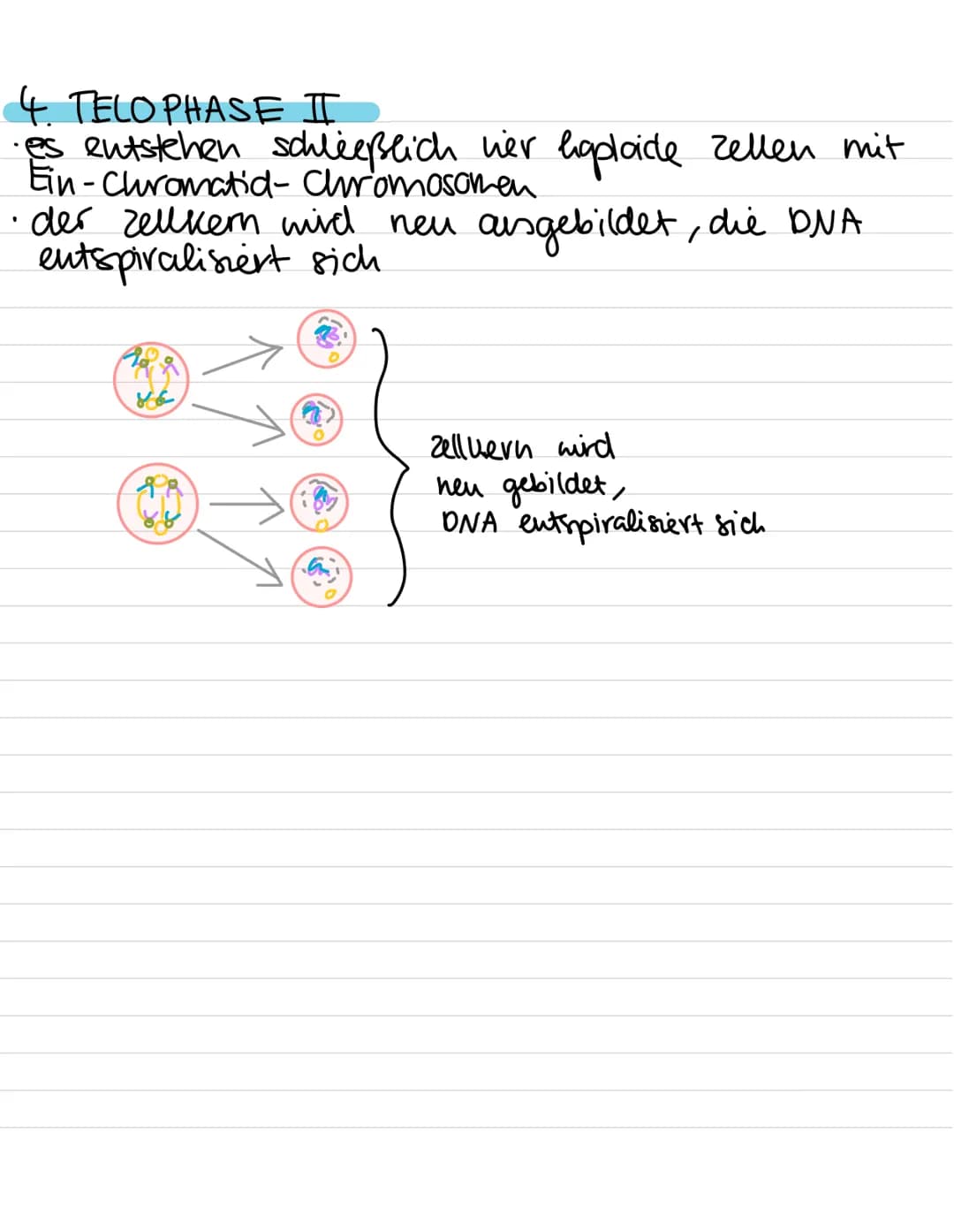 Genetik:
-
Meiose
Entstehung von Genommutationen
Stammbaumanalyse
Proteinbiosynthese (Transkription, Translation,
genetischer Code)
Genmutat