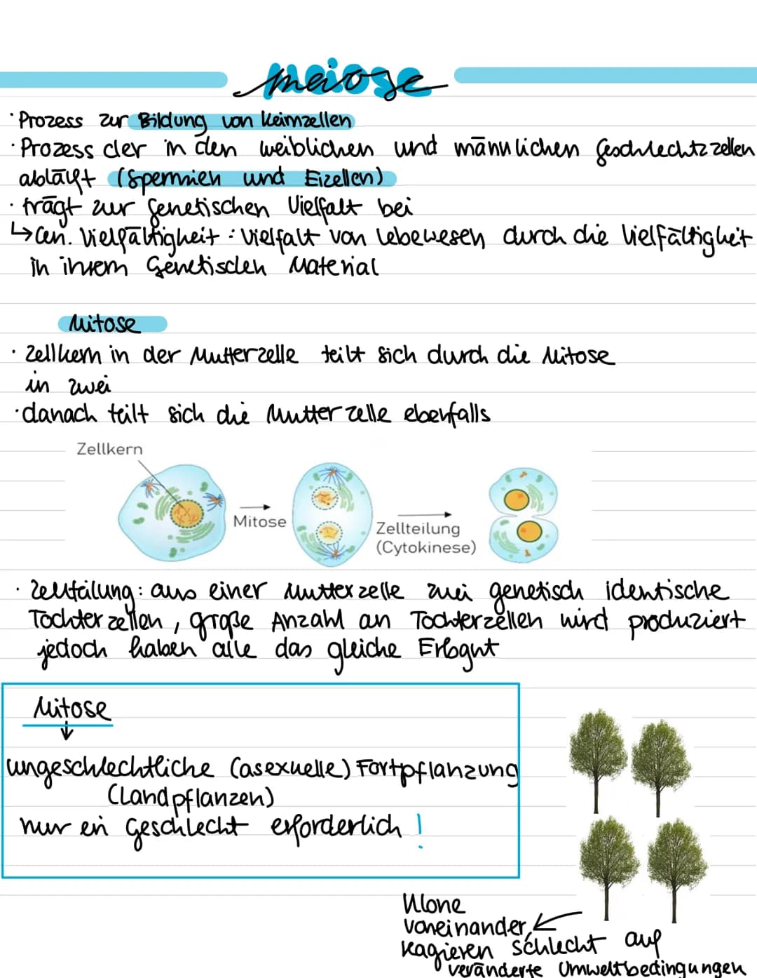 Genetik:
-
Meiose
Entstehung von Genommutationen
Stammbaumanalyse
Proteinbiosynthese (Transkription, Translation,
genetischer Code)
Genmutat