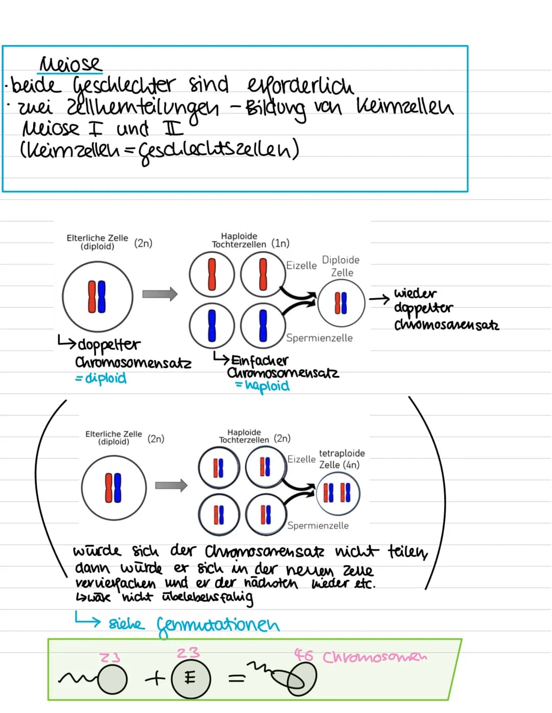 Genetik:
-
Meiose
Entstehung von Genommutationen
Stammbaumanalyse
Proteinbiosynthese (Transkription, Translation,
genetischer Code)
Genmutat
