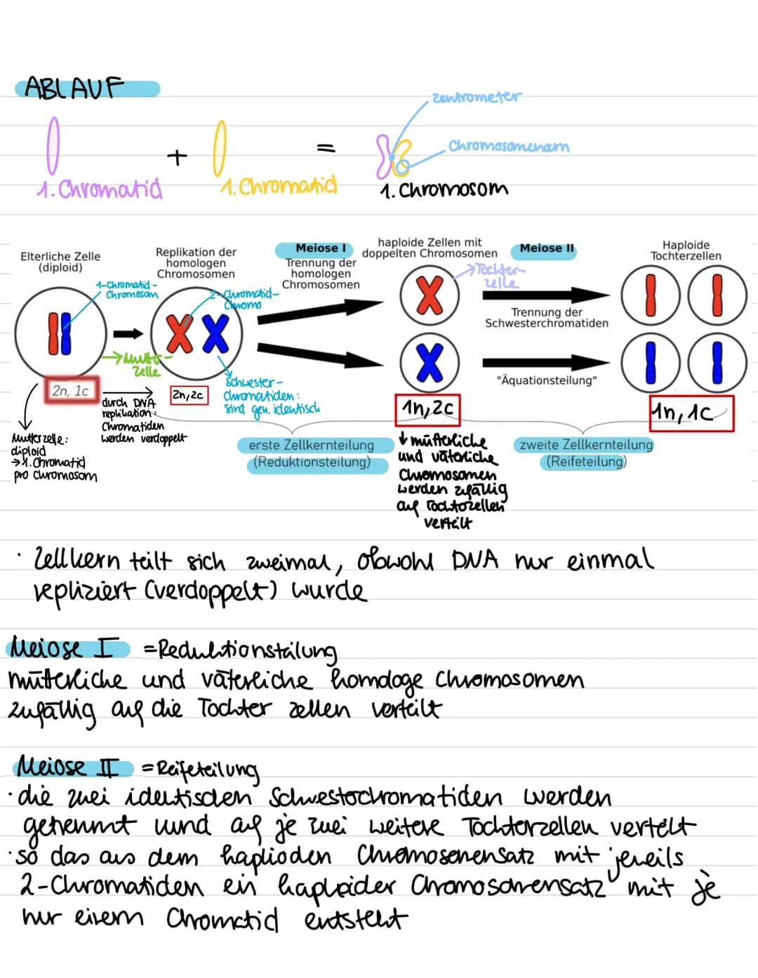 Genetik:
-
Meiose
Entstehung von Genommutationen
Stammbaumanalyse
Proteinbiosynthese (Transkription, Translation,
genetischer Code)
Genmutat