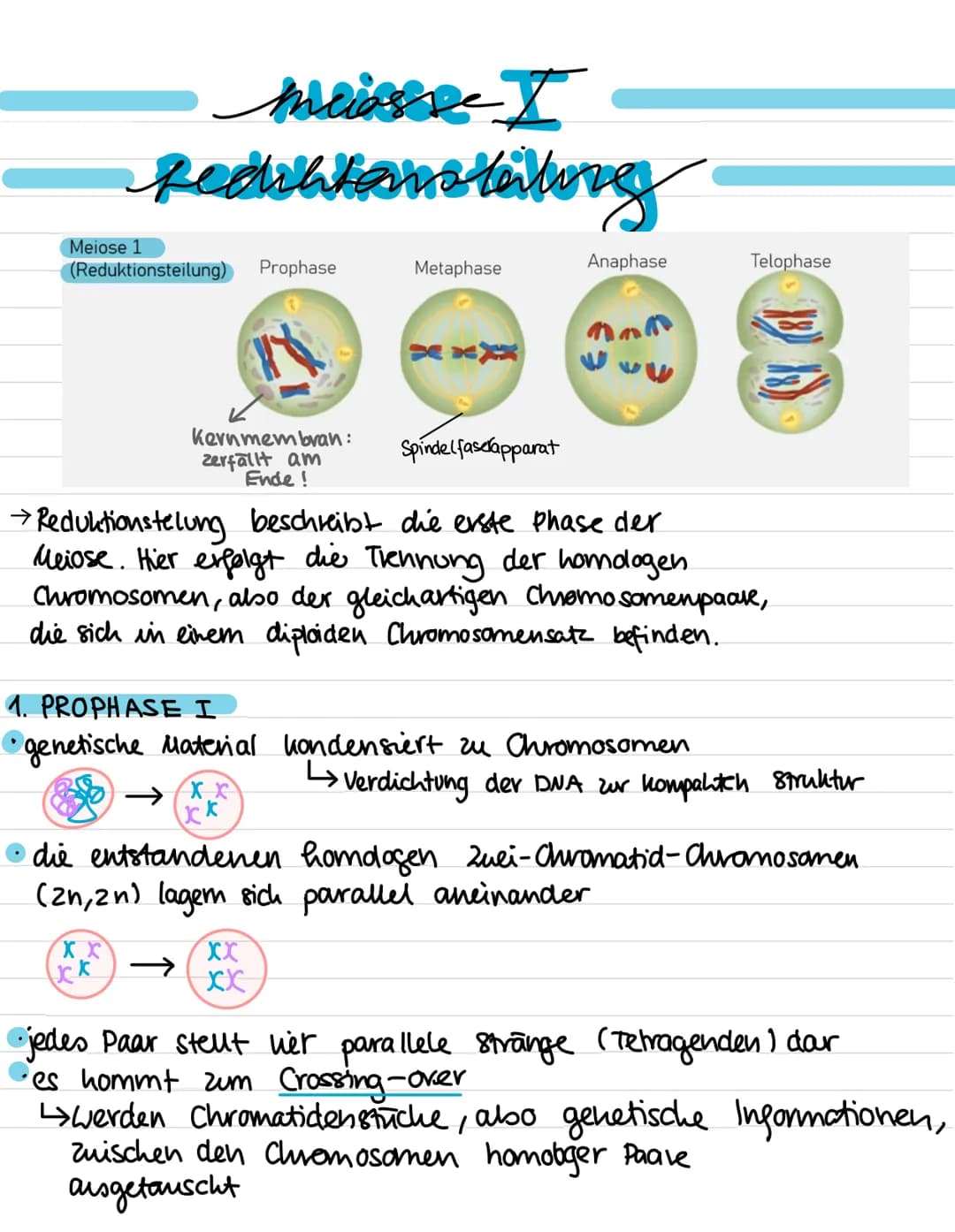 Genetik:
-
Meiose
Entstehung von Genommutationen
Stammbaumanalyse
Proteinbiosynthese (Transkription, Translation,
genetischer Code)
Genmutat