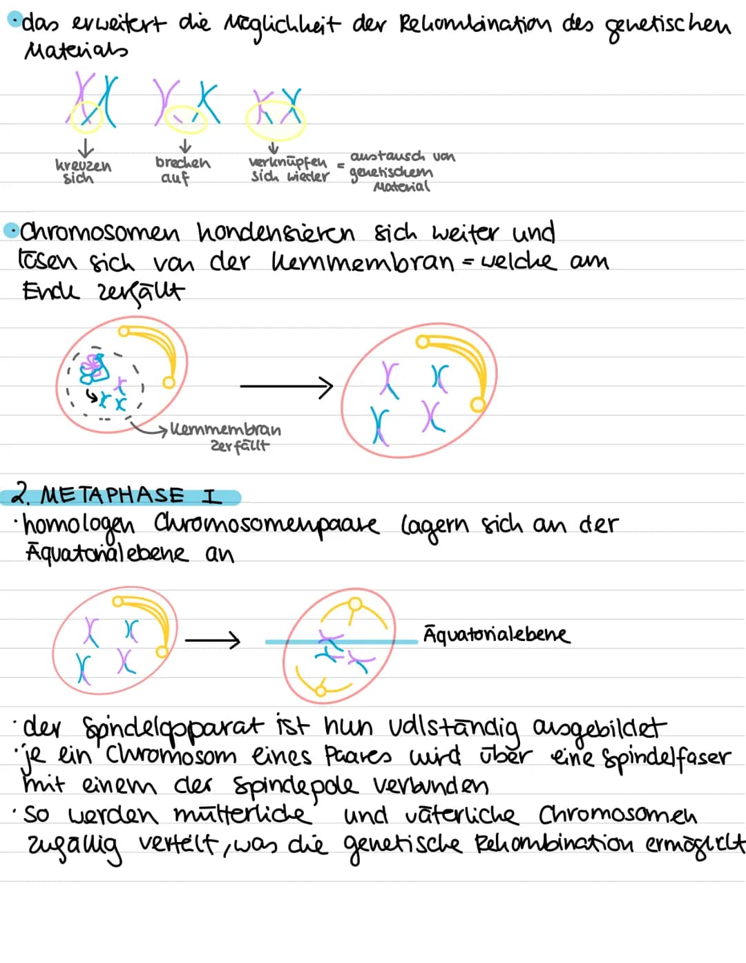 Genetik:
-
Meiose
Entstehung von Genommutationen
Stammbaumanalyse
Proteinbiosynthese (Transkription, Translation,
genetischer Code)
Genmutat