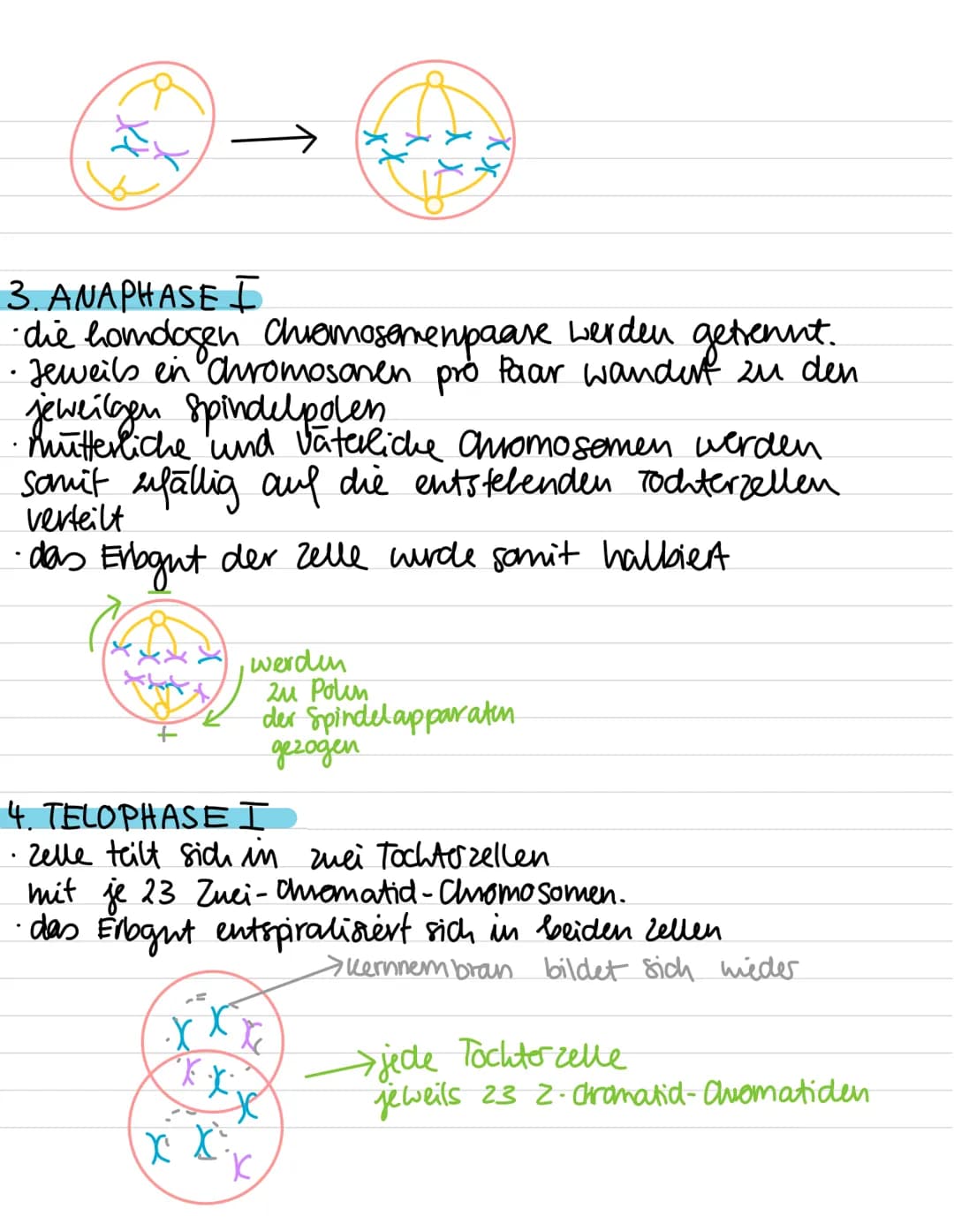Genetik:
-
Meiose
Entstehung von Genommutationen
Stammbaumanalyse
Proteinbiosynthese (Transkription, Translation,
genetischer Code)
Genmutat