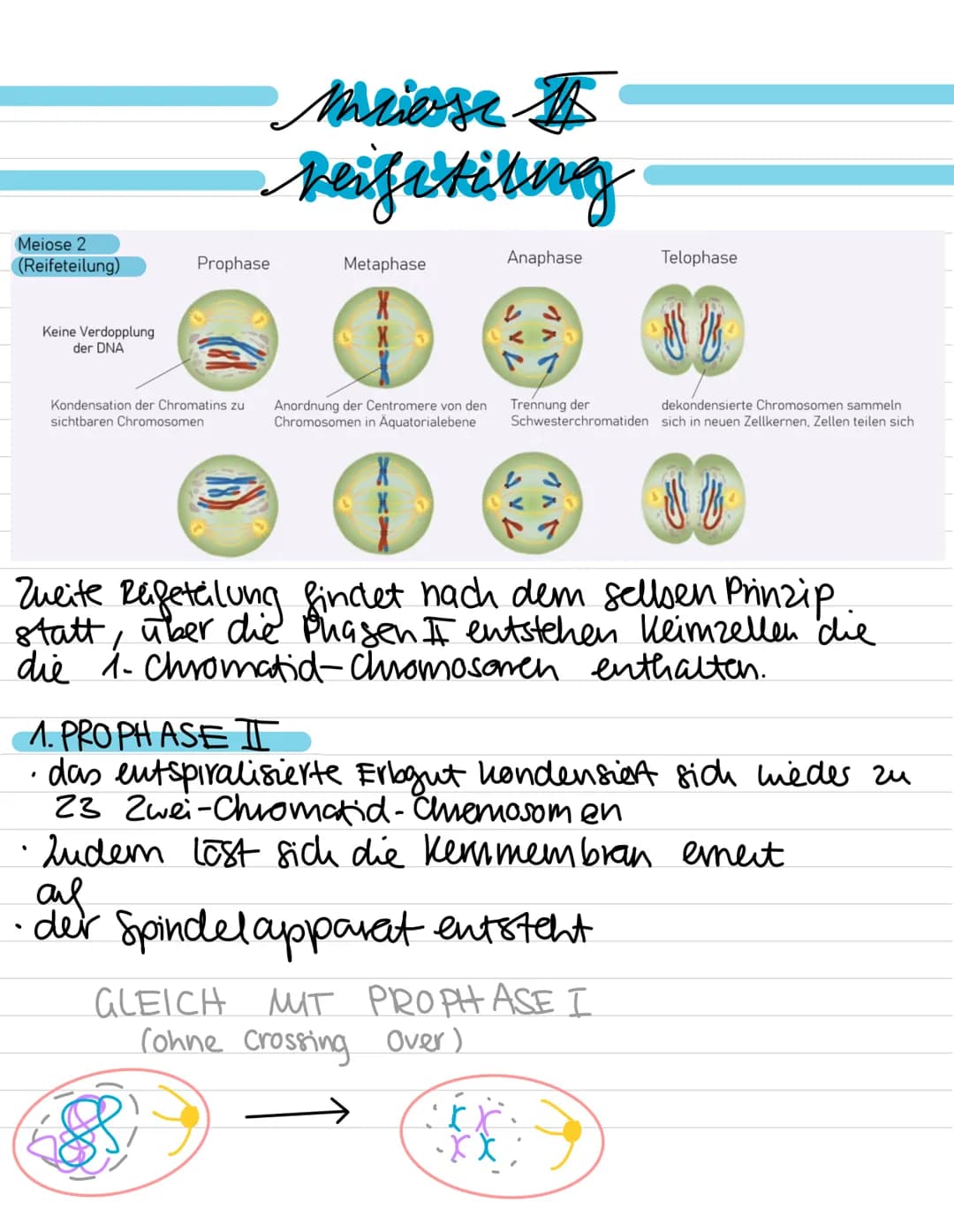 Genetik:
-
Meiose
Entstehung von Genommutationen
Stammbaumanalyse
Proteinbiosynthese (Transkription, Translation,
genetischer Code)
Genmutat