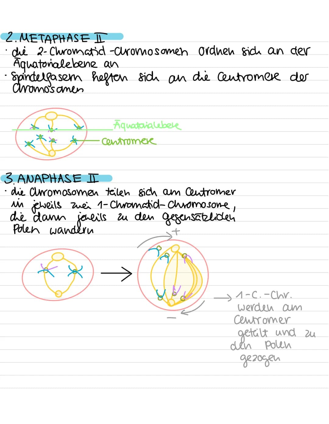 Genetik:
-
Meiose
Entstehung von Genommutationen
Stammbaumanalyse
Proteinbiosynthese (Transkription, Translation,
genetischer Code)
Genmutat