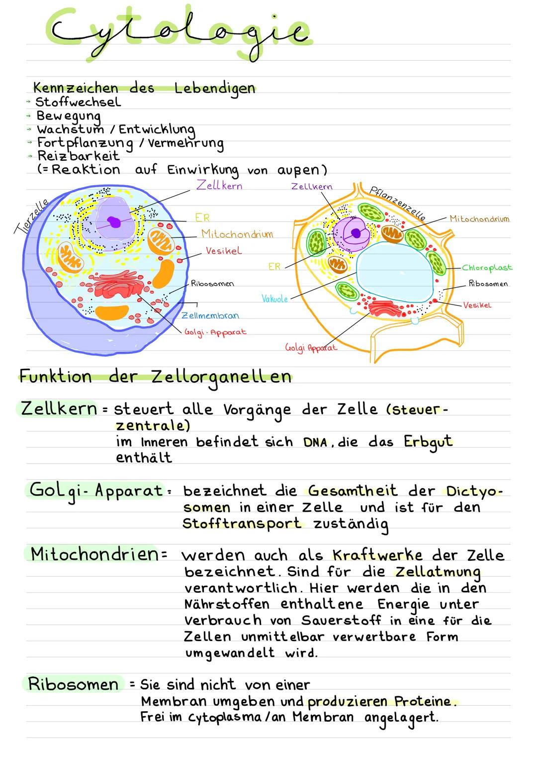 Cycologic
Kennzeichen des Lebendigen
Stoffwechsel
Bewegung
Wachstum / Entwicklung
Fortpflanzung / Vermehrung
Reiz'barkeit
(= Reaktion auf Ei