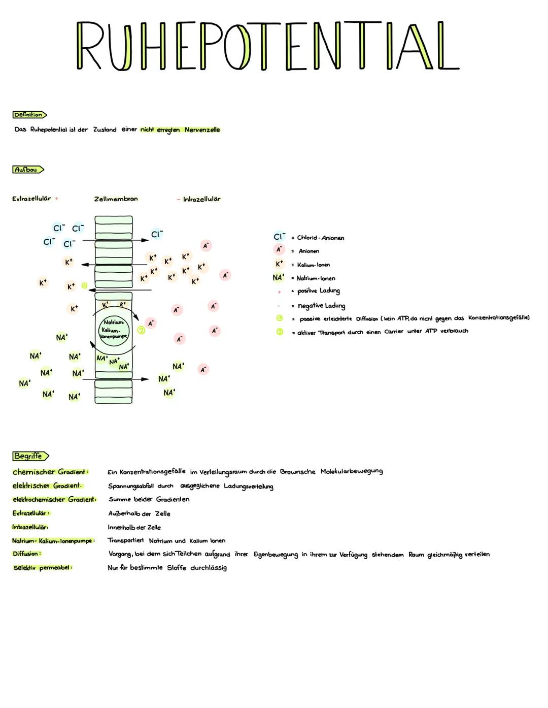 Definition
Das Ruhepotential ist der Zustand einer nicht erregten Nervenzelle
Aufbau
Extrazellulär +
NA*
NA'
K*
CI CI
NA*
CI CI
NA'
Extrazel