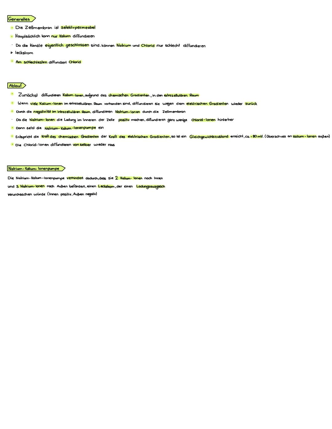 Definition
Das Ruhepotential ist der Zustand einer nicht erregten Nervenzelle
Aufbau
Extrazellulär +
NA*
NA'
K*
CI CI
NA*
CI CI
NA'
Extrazel